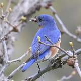 90: 2021-05-08-eastern-bluebird-7D2_9600