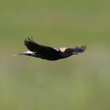 100: 2021-05-17-bobolink-flying-7D2_1486