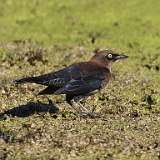 186: 2021-09-19-Rusty blackbird male 7D2_0567