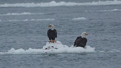 13: 2025-02-23-eagles on ice 0C3_0274