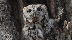 31: 2025-03-14-Eastern Screech-Owl 0C3_0242