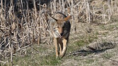 55: 2025-04-13-coyote 0C3_1884