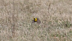 62: 2025-04-18-Eastern Meadowlark 0C3_0396