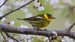 78: 2025-05-06-Cape May Warbler 0C3_0139