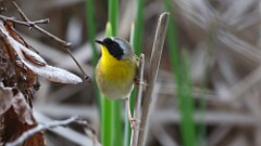 79: 2025-05-06-Common Yellowthroat 0C3_0070