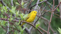 81: 2025-05-06-yellow 0C3_0010