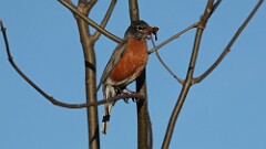 83: 2025-05-08-robin 0C3_0328