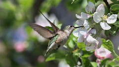 100: 2025-05-15-Ruby-throated Hummingbird 0C3_0501