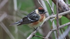 101: 2025-05-18-Bay-breasted Warbler 0C3_2035