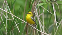 102: 2025-05-18-Blue-winged Warbler 0C3_0858