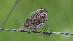 111: 2025-05-19-Savannah Sparrow 0C3_0622