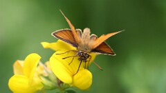 149: 2025-06-21-Essex skipper 0C3_0556