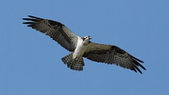 157: 2025-06-28-Osprey 0C3_1103