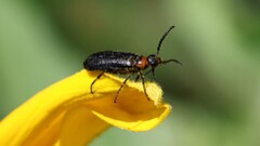 160: 2025-06-29-Blister beetle 5M2_0146