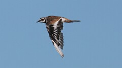 187: 2025-07-21-Killdeer 0C1_1359