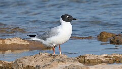 194: 2025-07-23-Bonapartes Gull 0C1_0280