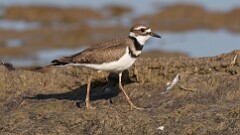 195: 2025-07-23-killdeer 0C1_0611
