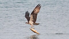 220: 2025-08-03-osprey 0C1_2010