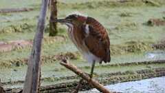 252: 2025-08-25-Least Bittern 5M2_0145