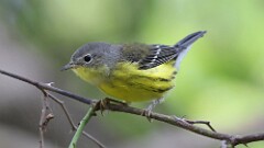 291: 2025-09-27-Magnolia Warbler 5M2_0324
