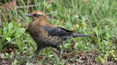 293: 2025-09-27-rusty blackbird 5M2_0736