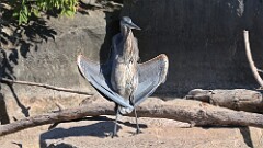 297: 2025-10-04-blue heron 5M2_0333