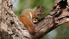 309: 2025-10-18-red squirrel 5M2_0239