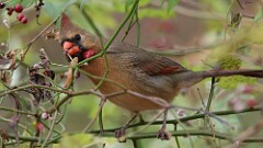314: 2025-11-02-Northern Cardinal 5M2_0263