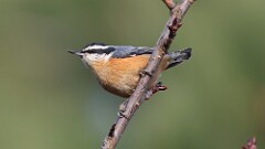 318: 2025-11-18-Red-breasted Nuthatch 5M2_0879