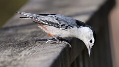 328: 2025-11-20-White-breasted Nuthatch 5M2_1274