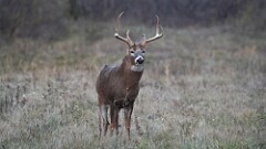 330: 2025-11-22-White-tailed deer 5M2_0718