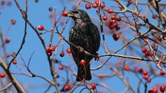 337: 2025-12-24-European starling 5M2_0671